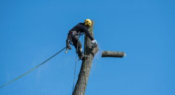 Tree Service Business Insurance: Comparing Quotes