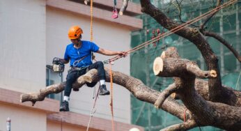 Workers Compensation for Tree Service Employees: How to Find